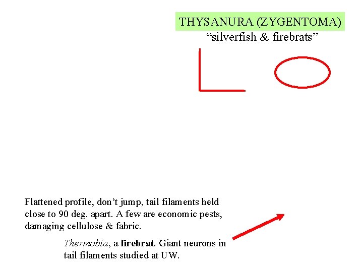 THYSANURA (ZYGENTOMA) “silverfish & firebrats” Flattened profile, don’t jump, tail filaments held close to
