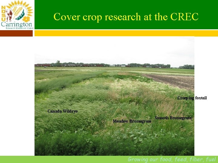 Cover crop research at the CREC Creeping foxtail Canada Wildrye Meadow Bromegrass Smooth Bromegrass