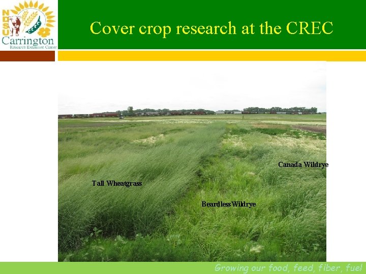 Cover crop research at the CREC Photo courtesy of Susan Muske Canada Wildrye Tall
