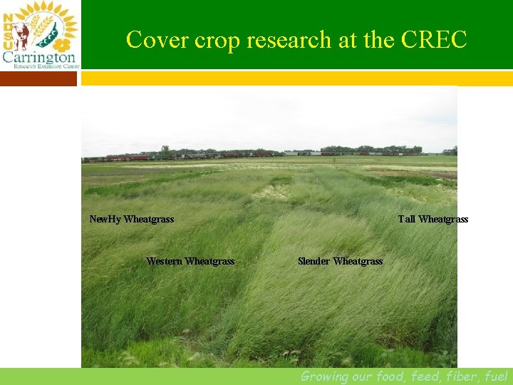 Cover crop research at the CREC New. Hy Wheatgrass Western Wheatgrass Tall Wheatgrass Slender