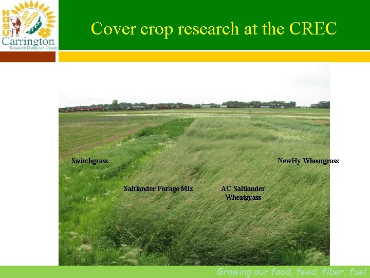 Cover crop research at the CREC Photo courtesy of Susan Muske New. Hy Wheatgrass