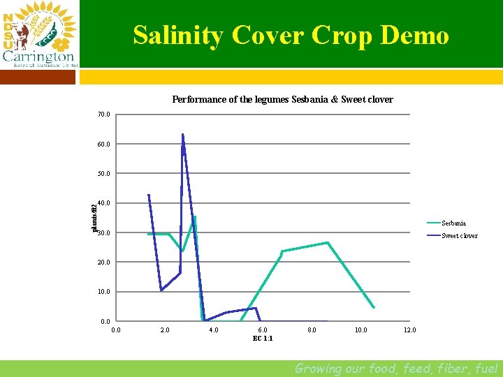 Salinity Cover Crop Demo Performance of the legumes Sesbania & Sweet clover 70. 0