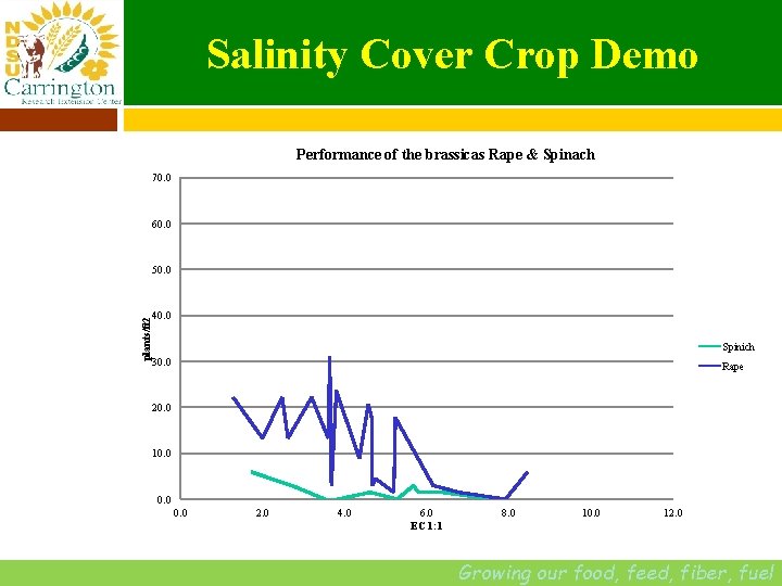 Salinity Cover Crop Demo Performance of the brassicas Rape & Spinach 70. 0 60.