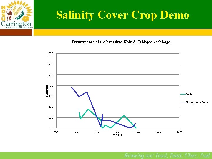Salinity Cover Crop Demo Performance of the brassicas Kale & Ethiopian cabbage 70. 0