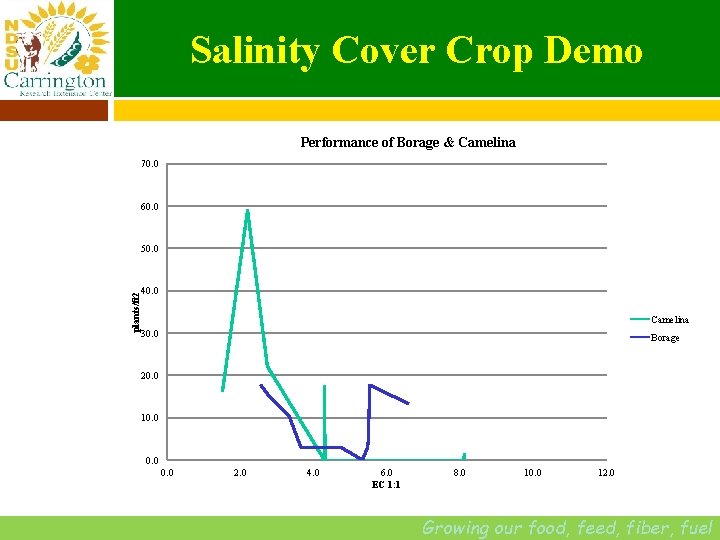 Salinity Cover Crop Demo Performance of Borage & Camelina 70. 0 60. 0 plants/ft