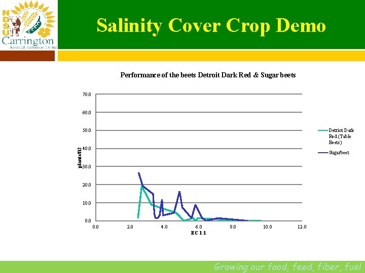 Salinity Cover Crop Demo Performance of the beets Detroit Dark Red & Sugar beets