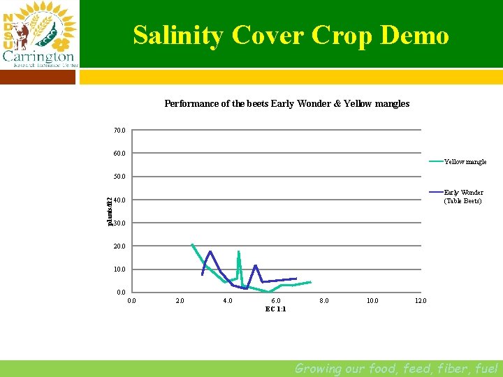 Salinity Cover Crop Demo Performance of the beets Early Wonder & Yellow mangles 70.