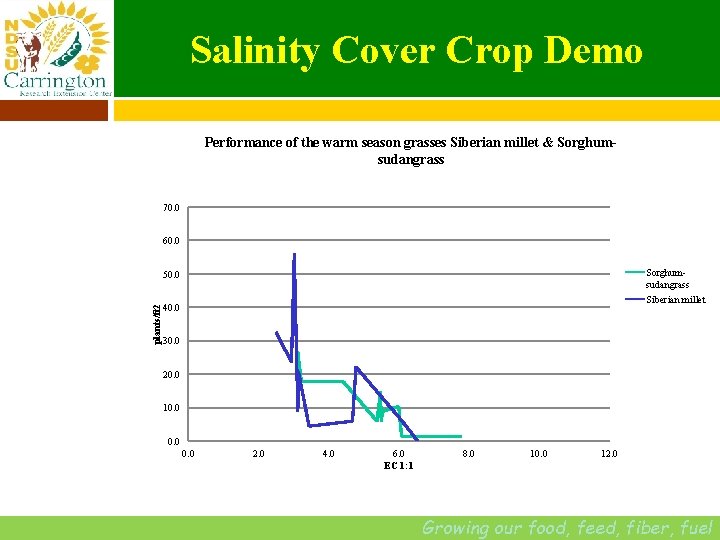 Salinity Cover Crop Demo Performance of the warm season grasses Siberian millet & Sorghumsudangrass