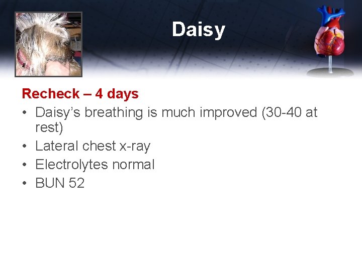 Daisy Recheck – 4 days • Daisy’s breathing is much improved (30 -40 at