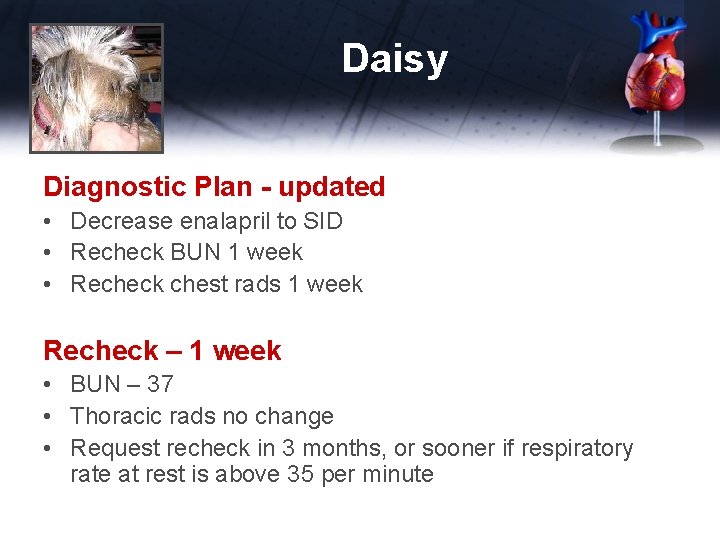 Daisy Diagnostic Plan - updated • Decrease enalapril to SID • Recheck BUN 1