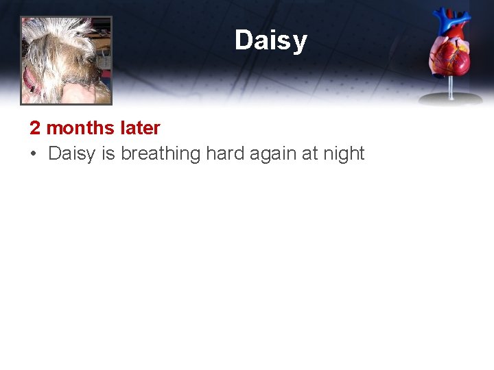 Daisy 2 months later • Daisy is breathing hard again at night 