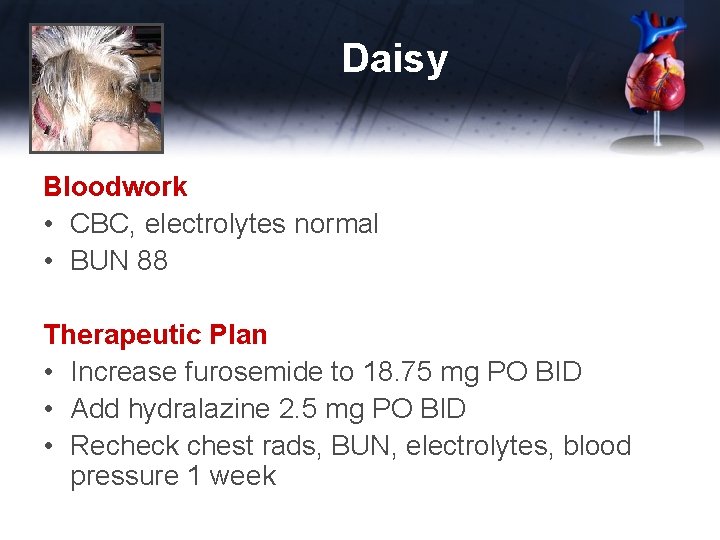 Daisy Bloodwork • CBC, electrolytes normal • BUN 88 Therapeutic Plan • Increase furosemide