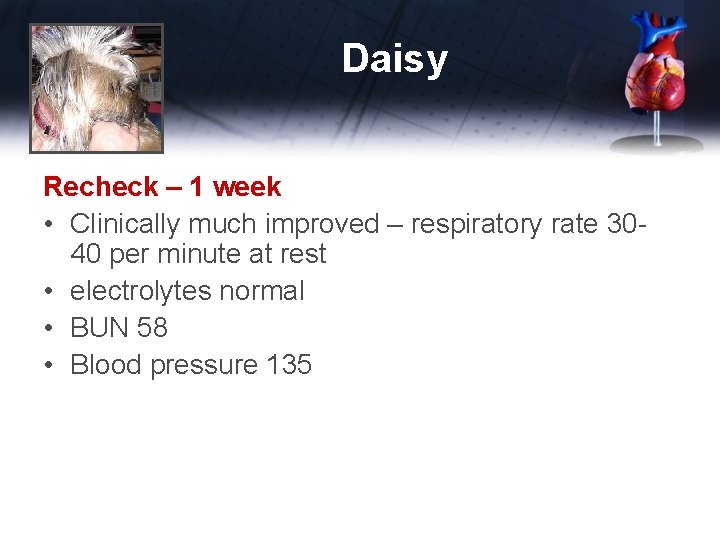 Daisy Recheck – 1 week • Clinically much improved – respiratory rate 3040 per