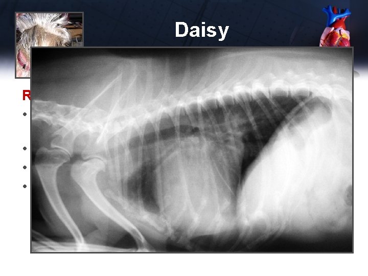 Daisy Recheck – 1 week • Clinically much improved – respiratory rate 3040 per