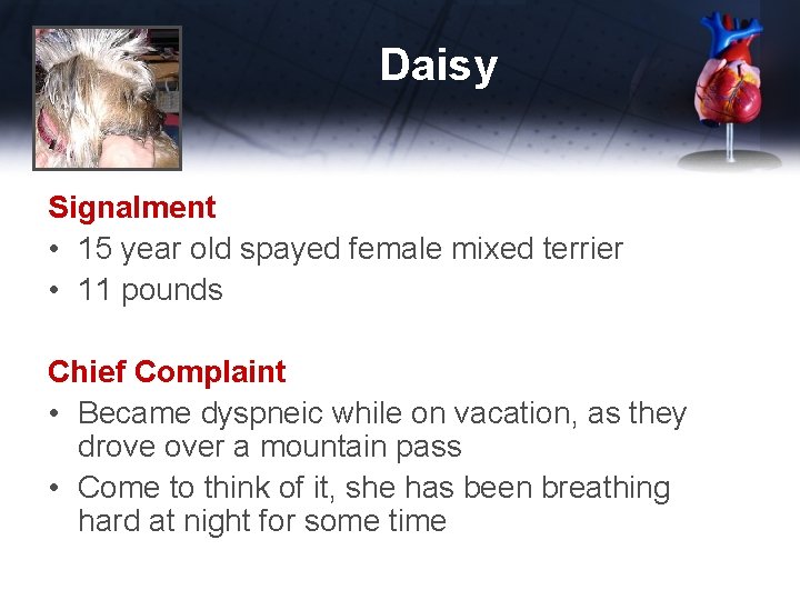 Daisy Signalment • 15 year old spayed female mixed terrier • 11 pounds Chief