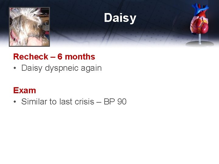 Daisy Recheck – 6 months • Daisy dyspneic again Exam • Similar to last