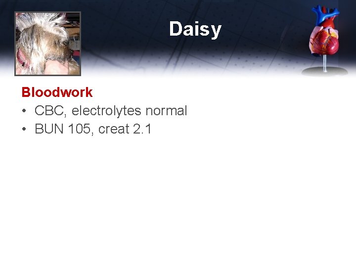 Daisy Bloodwork • CBC, electrolytes normal • BUN 105, creat 2. 1 