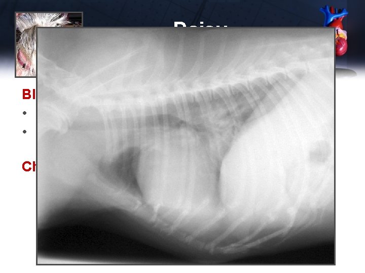 Daisy Bloodwork • CBC, electrolytes normal • BUN 105, creat 2. 1 Chest x-rays