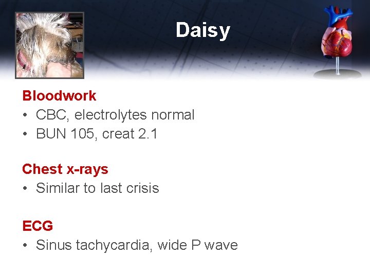 Daisy Bloodwork • CBC, electrolytes normal • BUN 105, creat 2. 1 Chest x-rays