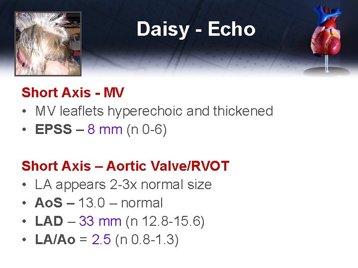 Daisy - Echo Short Axis - MV • MV leaflets hyperechoic and thickened •