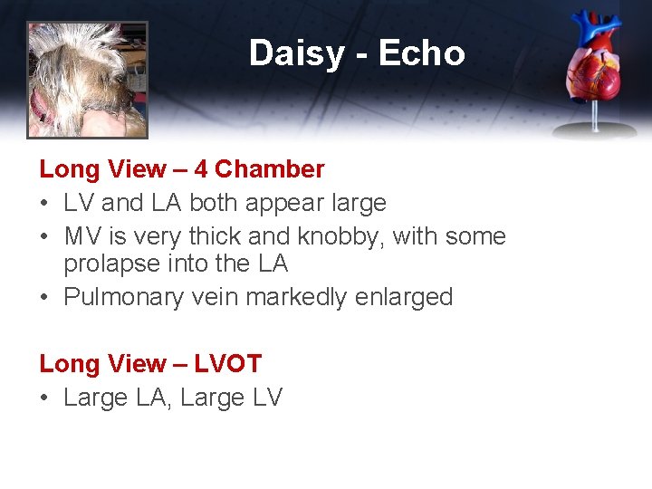 Daisy - Echo Long View – 4 Chamber • LV and LA both appear