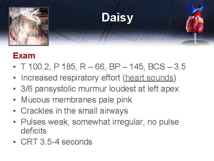 Daisy Exam • T 100. 2, P 185, R – 66, BP – 145,