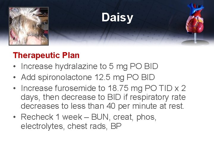 Daisy Therapeutic Plan • Increase hydralazine to 5 mg PO BID • Add spironolactone
