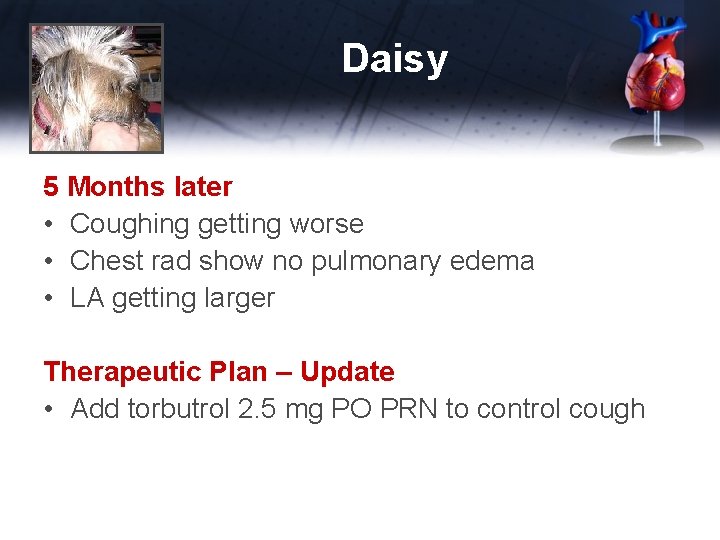 Daisy 5 Months later • Coughing getting worse • Chest rad show no pulmonary