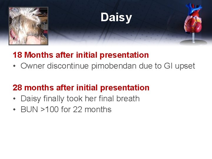 Daisy 18 Months after initial presentation • Owner discontinue pimobendan due to GI upset
