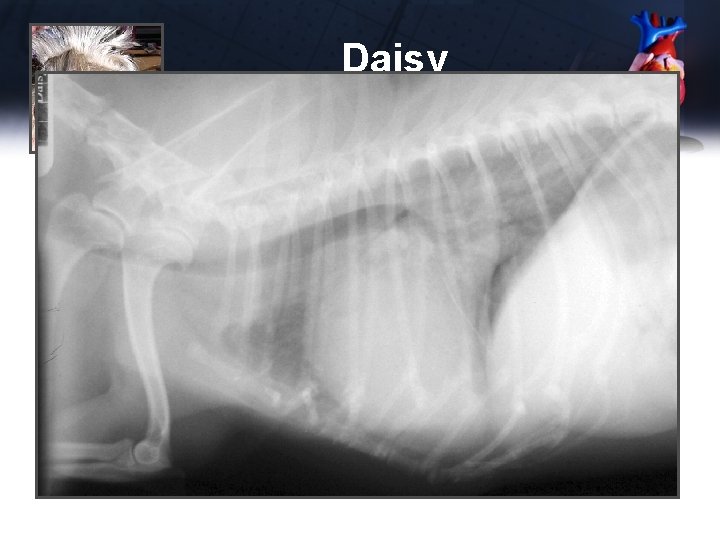 Daisy CBC, mini-panel, electrolytes • Normal 