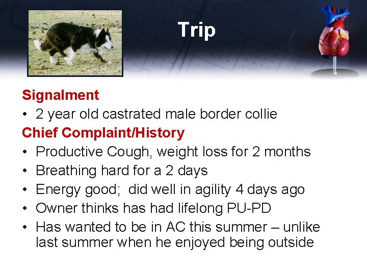Trip Signalment • 2 year old castrated male border collie Chief Complaint/History • Productive