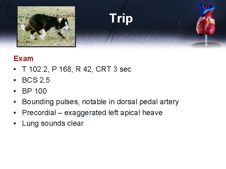 Trip Exam • T 102. 2, P 168, R 42, CRT 3 sec •