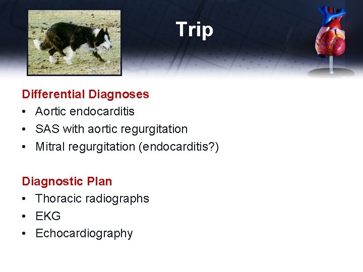 Trip Differential Diagnoses • Aortic endocarditis • SAS with aortic regurgitation • Mitral regurgitation