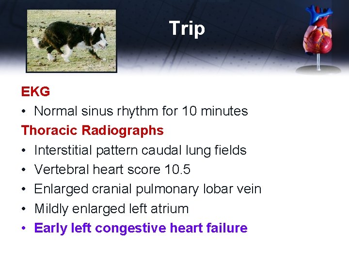 Trip EKG • Normal sinus rhythm for 10 minutes Thoracic Radiographs • Interstitial pattern