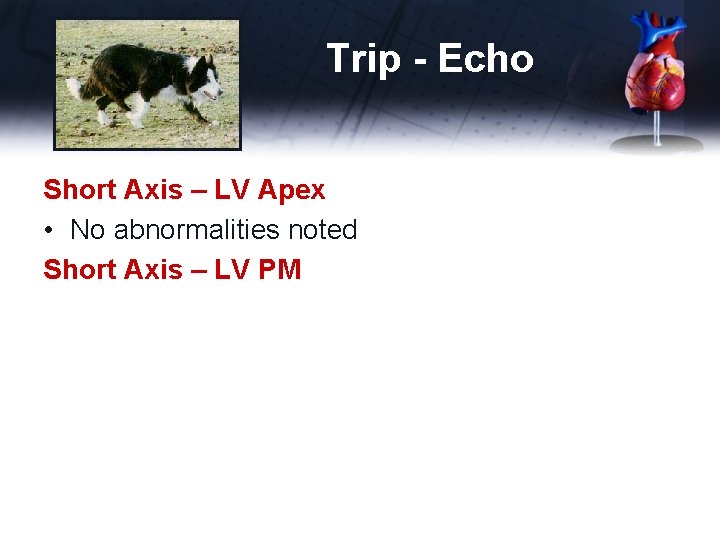 Trip - Echo Short Axis – LV Apex • No abnormalities noted Short Axis