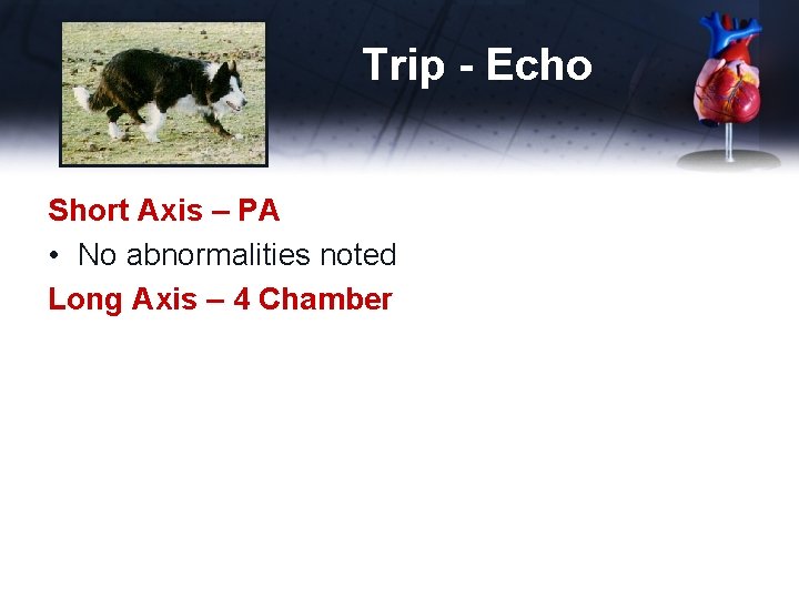 Trip - Echo Short Axis – PA • No abnormalities noted Long Axis –