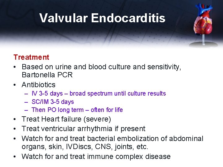 Valvular Endocarditis Treatment • Based on urine and blood culture and sensitivity, Bartonella PCR