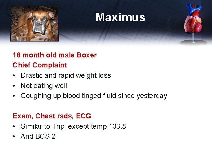 Maximus 18 month old male Boxer Chief Complaint • Drastic and rapid weight loss