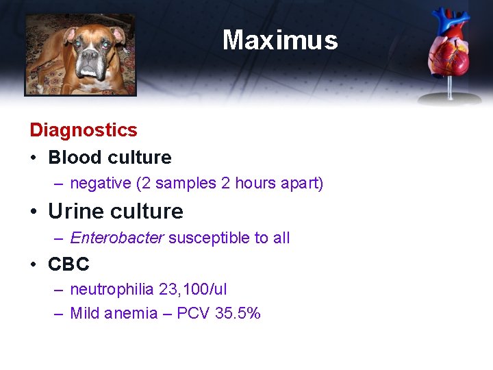 Maximus Diagnostics • Blood culture – negative (2 samples 2 hours apart) • Urine