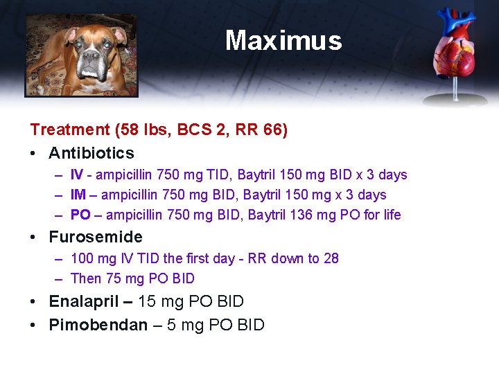 Maximus Treatment (58 lbs, BCS 2, RR 66) • Antibiotics – IV - ampicillin