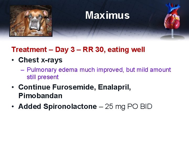 Maximus Treatment – Day 3 – RR 30, eating well • Chest x-rays –