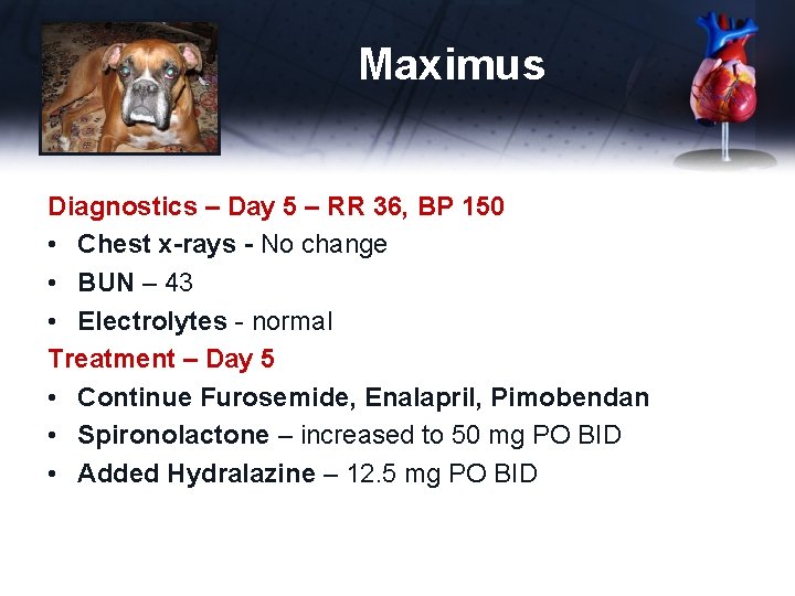 Maximus Diagnostics – Day 5 – RR 36, BP 150 • Chest x-rays -