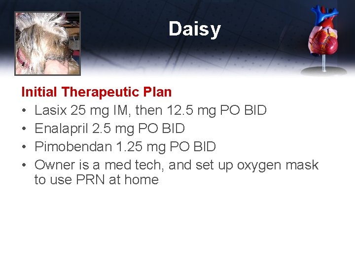 Daisy Initial Therapeutic Plan • Lasix 25 mg IM, then 12. 5 mg PO
