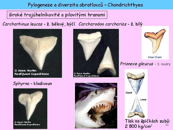 Fylogeneze a diverzita obratlovců – Chondrichthyes široké trojúhelníkovité s pilovitými hranami Carcharhinus leucas -