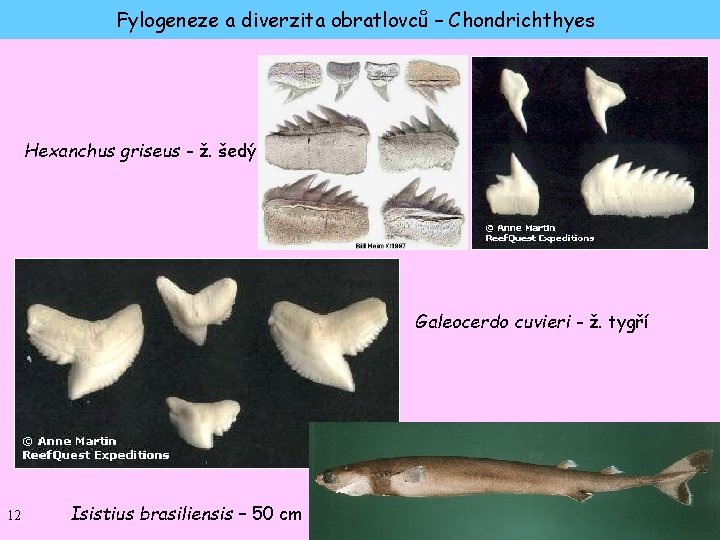 Fylogeneze a diverzita obratlovců – Chondrichthyes Hexanchus griseus - ž. šedý Galeocerdo cuvieri -