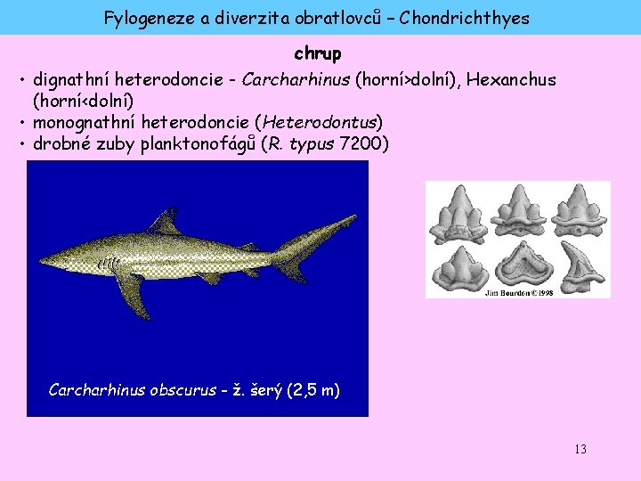 Fylogeneze a diverzita obratlovců – Chondrichthyes chrup • dignathní heterodoncie - Carcharhinus (horní>dolní), Hexanchus