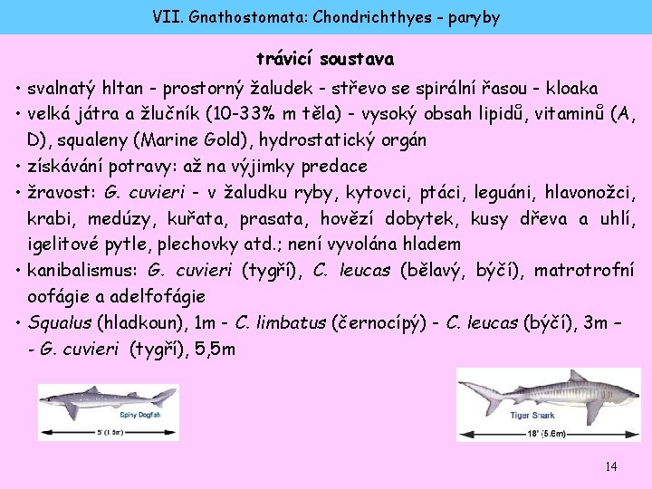VII. Gnathostomata: Chondrichthyes - paryby trávicí soustava • svalnatý hltan - prostorný žaludek -