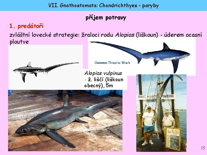 VII. Gnathostomata: Chondrichthyes - paryby příjem potravy 1. predátoři zvláštní lovecké strategie: žraloci rodu