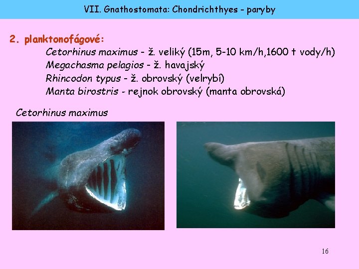 VII. Gnathostomata: Chondrichthyes - paryby 2. planktonofágové: Cetorhinus maximus - ž. veliký (15 m,