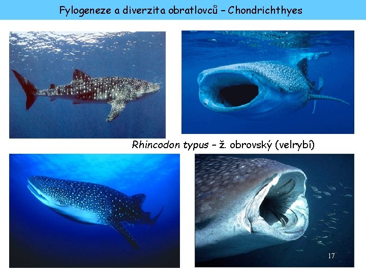 Fylogeneze a diverzita obratlovců – Chondrichthyes Rhincodon typus – ž. obrovský (velrybí) 17 